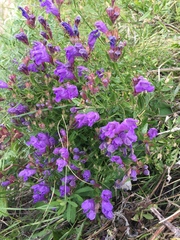 Dracocephalum peregrinum