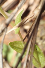 Pterostylis erubescens
