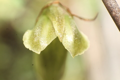 Pterostylis erubescens