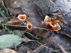 Podoscypha petalodes