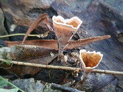 Podoscypha petalodes