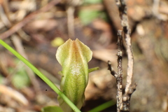 Pterostylis erubescens