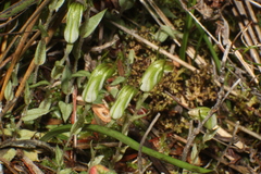 Pterostylis erubescens