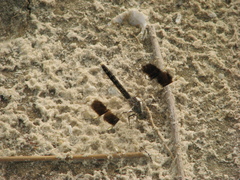 Brachythemis impartita