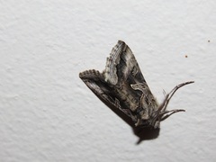 Cornutiplusia circumflexa