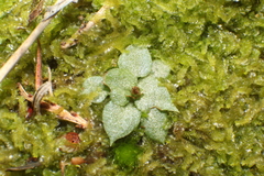Pterostylis erubescens