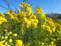 Euryops thunbergii