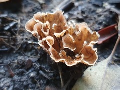 Podoscypha petalodes