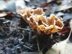 Podoscypha petalodes