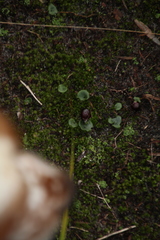 Corybas recurvus