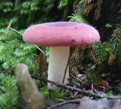 Russula persanguinea