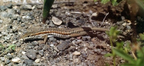 Ophisops elegans