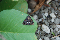 Catephia linteola
