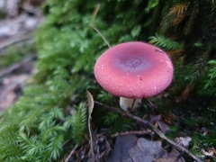 Russula persanguinea