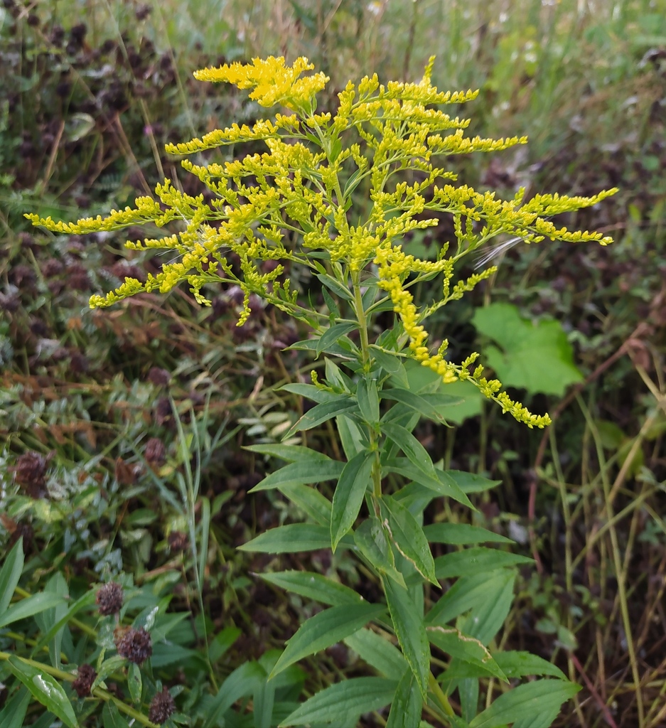 Solidago canadensis
