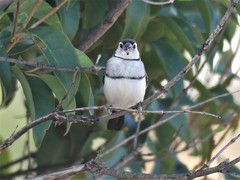 Stizoptera bichenovii