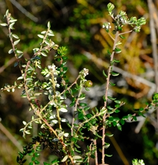Phylica diffusa