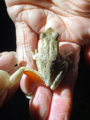 Litoria adelaidensis