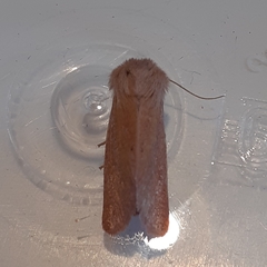 Denticucullus pygmina