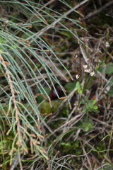 Allocasuarina humilis