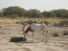 Oryx dammah