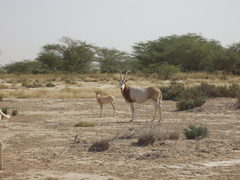 Oryx dammah