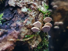 Panellus luxfilamentus
