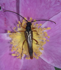 Neobellamira delicata