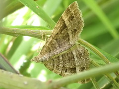 Chrysolarentia subrectaria