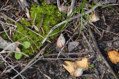 Bothriembryon kingii