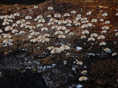 Crepidotus nanicus image