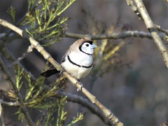 Stizoptera bichenovii