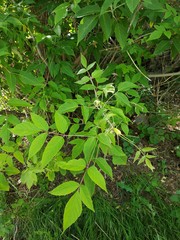Acer negundo