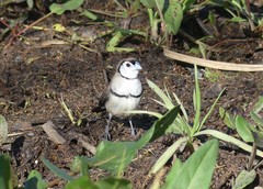 Stizoptera bichenovii