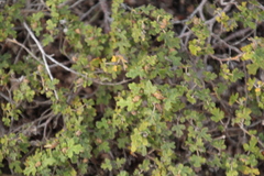 Thomasia quercifolia