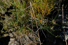 Phylica diffusa