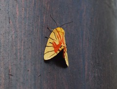 Camptoloma interiorata