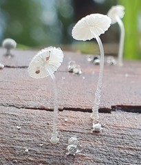 Mycena piringa