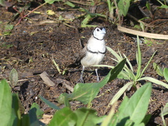 Stizoptera bichenovii