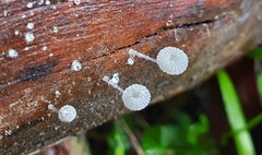 Mycena piringa