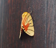 Camptoloma interiorata