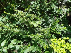 Cotoneaster lucidus