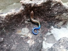 Plestiodon callicephalus