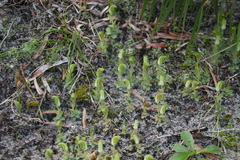 Pterostylis ectypha