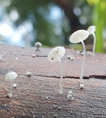 Mycena piringa
