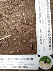 Zonotrichia leucophrys