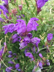 Dracocephalum peregrinum