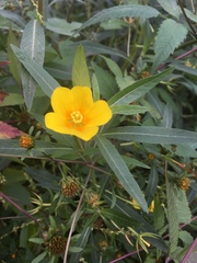Ludwigia grandiflora