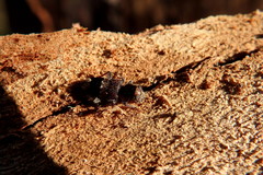 Clerus gilberti