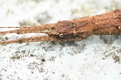 Neohirasea hongkongensis